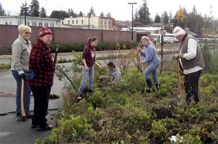 Volunteers plant trees near Centennial Trail on Nov. 11.