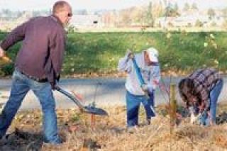 More than 300 native trees and shrubs from the Stillaguamish Tribe of Indians BankSavers nursery were planted at Hatt Slough Oct. 31