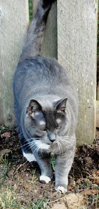 Marysville and Arlington pay $97 for each dog or cat they take to the Everett Animal Shelter.