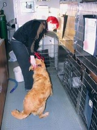 Spay Station veterinary assistant