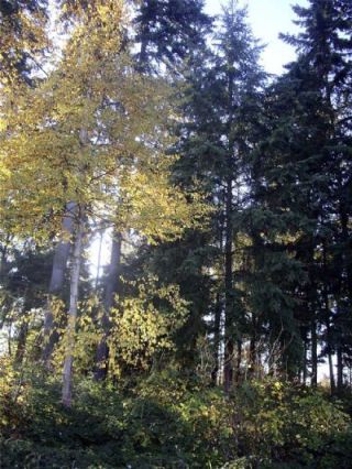 A grove of trees in the center of downtown Smokey Point could be owned by the city of Arlington for a future park if the Arlington City Council agrees to accept the dedication of 1.2 acres to the city by its owners. City Council will continue its discussion of the proposal at its March 24 workshop.