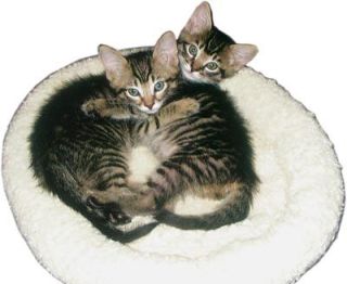 While this pair of cuddling kittens has already been adopted