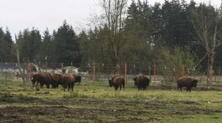 The Stillaguamish Indian Tribes herd includes eight adult buffalo