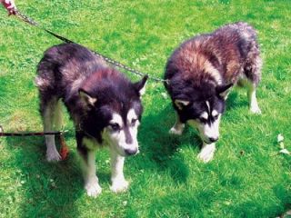 A male and female Malamute were found abandoned July 11 on Wade Road in Arlington by the children of neighborhood resident Moray Staiger.