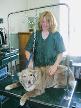 Dawn Farmer works with a dog at Pawsitively Styling. Farmer and her husband