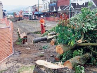 Trees were removed from Third Street and the 200 block of North Olympic Avenue last week in phase two of the Olympic Avenue street renovation project. The trees will be replaced with a new type of tree that will not uproot the sidewalk.