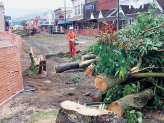 Trees were removed from Third Street and the 200 block of North Olympic Avenue last week in phase two of the Olympic Avenue street renovation project. The trees will be replaced with a new type of tree that will not uproot the sidewalk.
