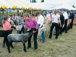 Fiber goats and sheep were judged by their ability to produce fleece that can be spun into comfortable and durable garments.