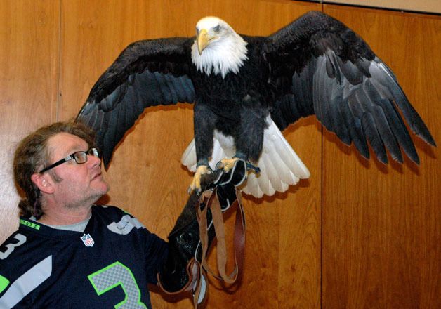 Sarvey Wildlife Center’s David Storm wears his Seahawks colors as he lifts a bald eagle during the Arlington-Stillaguamish Eagle Festival on Feb. 1.