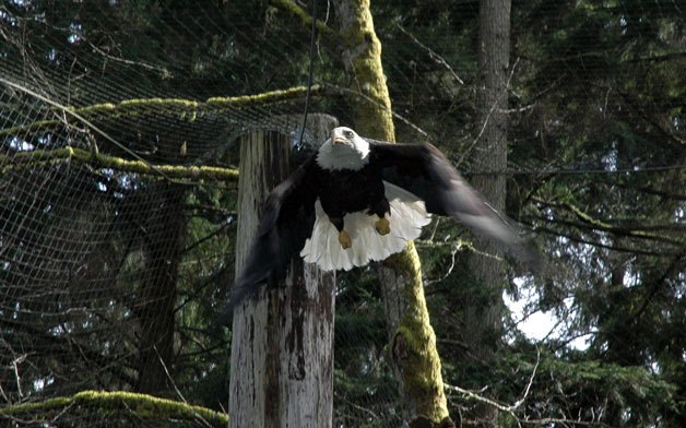 The bald eagle recovered from Burien by the Sarvey Wildlife Center in December of last year was more than ready to fly the coop on March 16