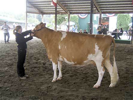 Arlington High School junior Whitney Holden shows a dairy cow during the Evergreen State Fair. Holden recently won the fair's FFA round robin contest.