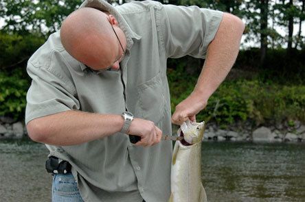 Arlington resident Jason Lund cleans a recently landed pink salmon near the bank of the Stillaguamish River Sept. 1.