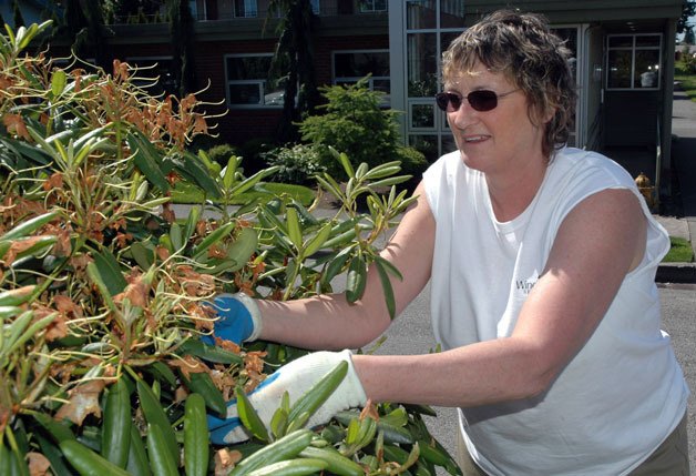Katrina Davidson marked her 21st Windermere community service day on June 15 by ‘dead-heading’ the rhododendron bushes lining Centennial Park in Arlington.