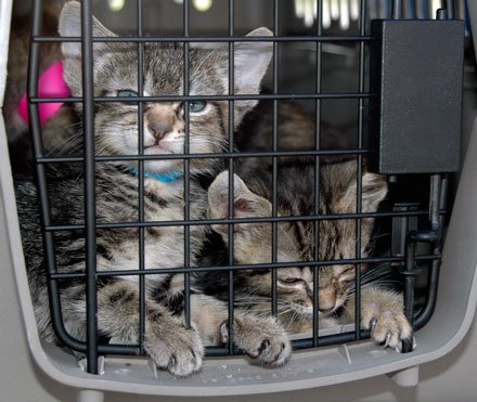 Many of the more than 50 cats and kittens from Joplin