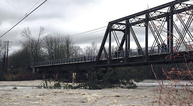 Although most of the trees that were swept up by flooding on the Stillaguamish River Dec. 12 were reportedly old wood