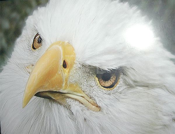 This photo of an eagle was taken by Debra Hoskins.