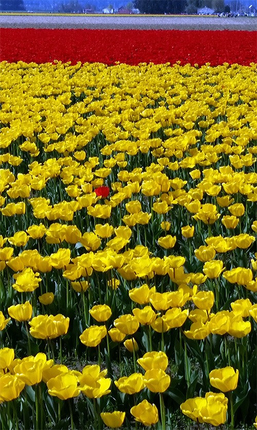 A lone red tulip stands out among a sea of yellow at the Tulalip Festival in Mount Vernon April 3. The popular annual festival started over the weekend and will continue through the end of the month.