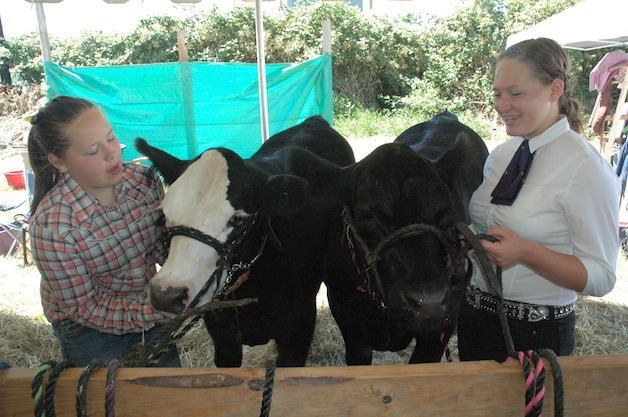 Mary and Gracie Johnson groomed their Angus Simmental cows