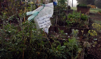 Gardeners have put up signs in their individual plots of soil to help keep thieves from taking produce at the Arlington Community Garden.