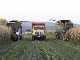 Andrew Albert and Jamie Bardell are driving the choppers cutting Wayne Ottem’s corn that was recently harvested for silage in the Stillaguamish Valley. Paul Nissen  is driving the middle truck.