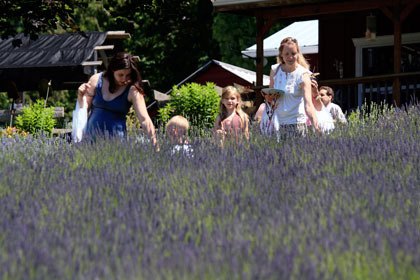 People pick lavender at the Lavender Hills Farm in Marysville.