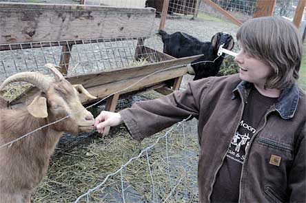 New Moon Farm owner Ellen Felsenthal pets a goat on Feb. 16. The Arlington-based organization helps goats find new homes.