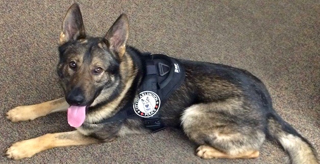 Arlington K-9 Oso now has a custom-fitted Kevlar vest worth $2