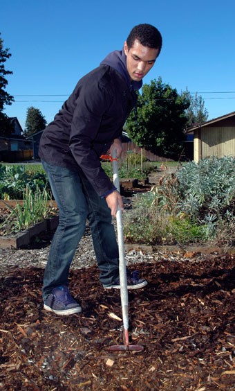 Arlington High School junior Lucas Revelle spreads wood chips around the Arlington community garden to keep weeds from coming up Oct. 16.