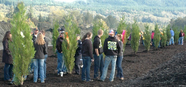 The 43 freshly planted cedar trees along State Route 530 in Oso honor the 43 people whose lives were lost in the March 22 slide.