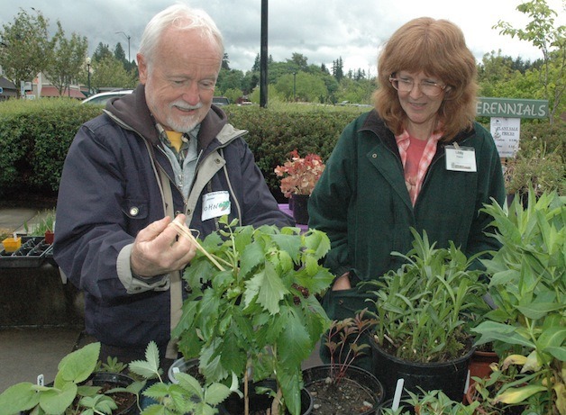 Snohomish County Master Gardener John Marsh gives tips on home-growing to Libby Adams at the Arlington Garden Club's plant sale on May 10.