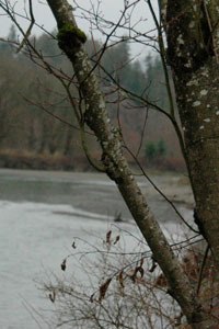 The Cascade Land Conservancy recently announced that 77 acres of forest