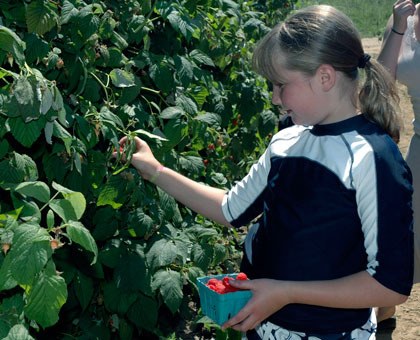 Everett's Kyanna Blackwood carefully inspects each berry at Biringer Farm before she picks it.