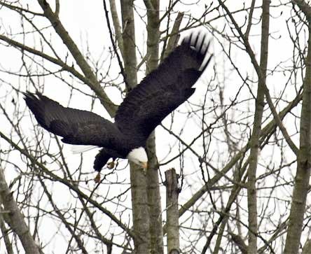 A bald eagle soars in Snohomish County. The third annual Eagle Festival will take place on Feb. 6.
