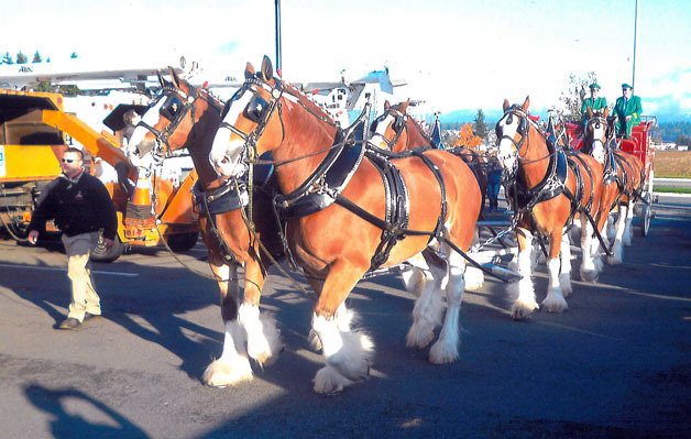 The Budweiser Clydesdales trot around the Arlington Walmart parking lot on Nov. 25.