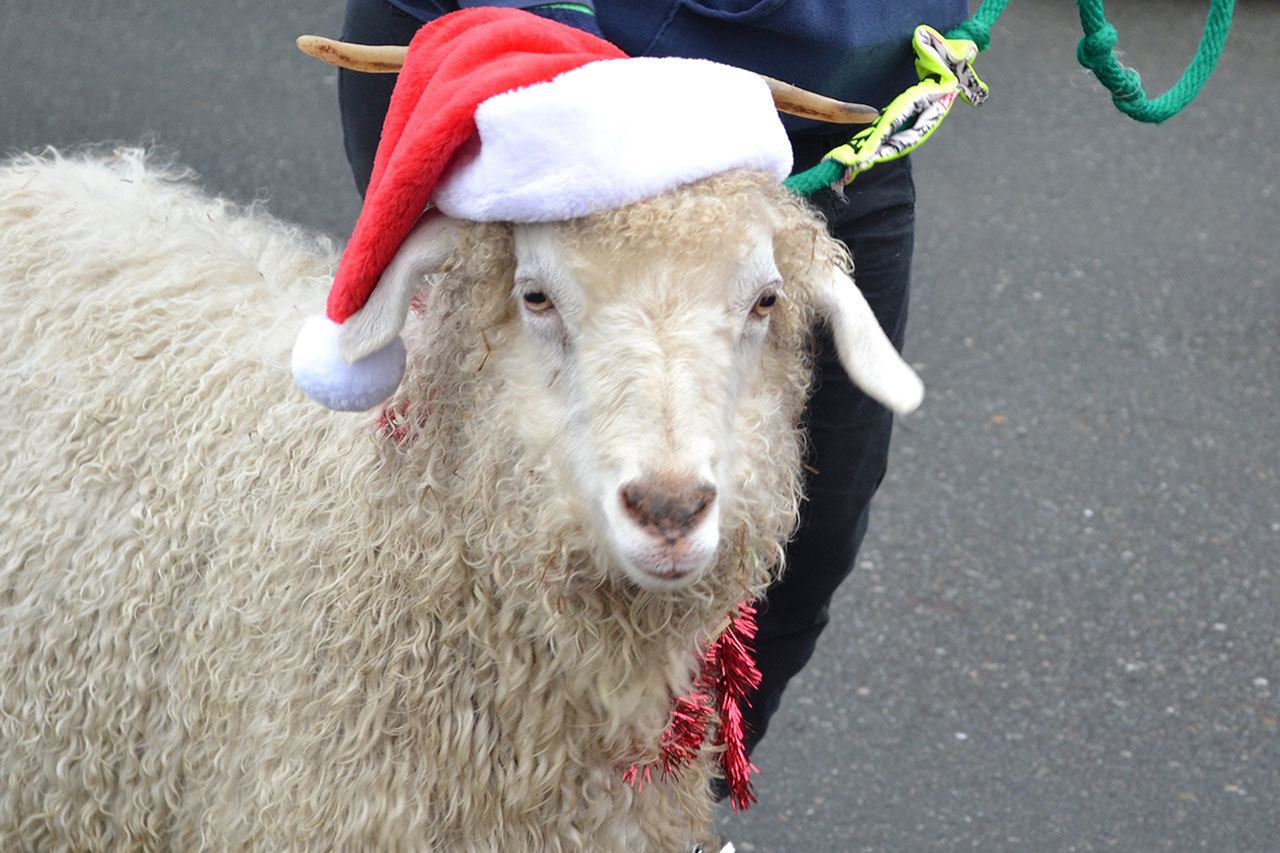 Snowballs fall on Arlington holiday festival