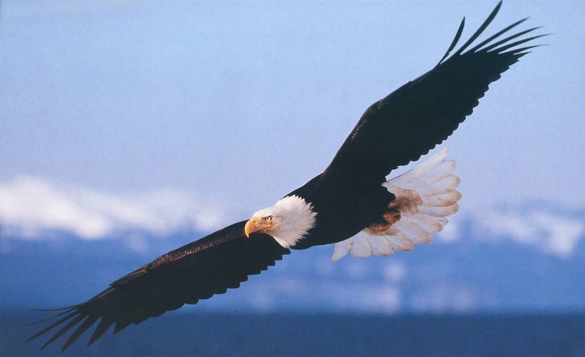 The bald and the beautiful: Eagle Festival lands in Arlington Feb. 3-4