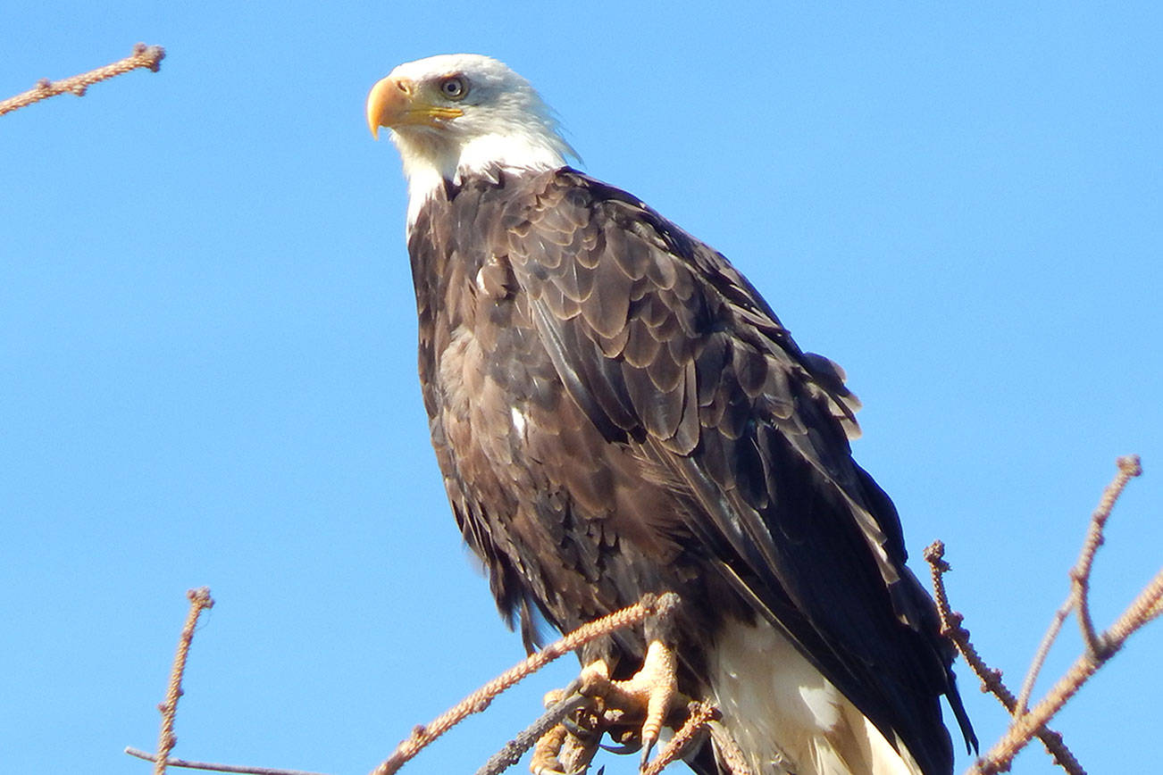 Photographer’s eagle eye