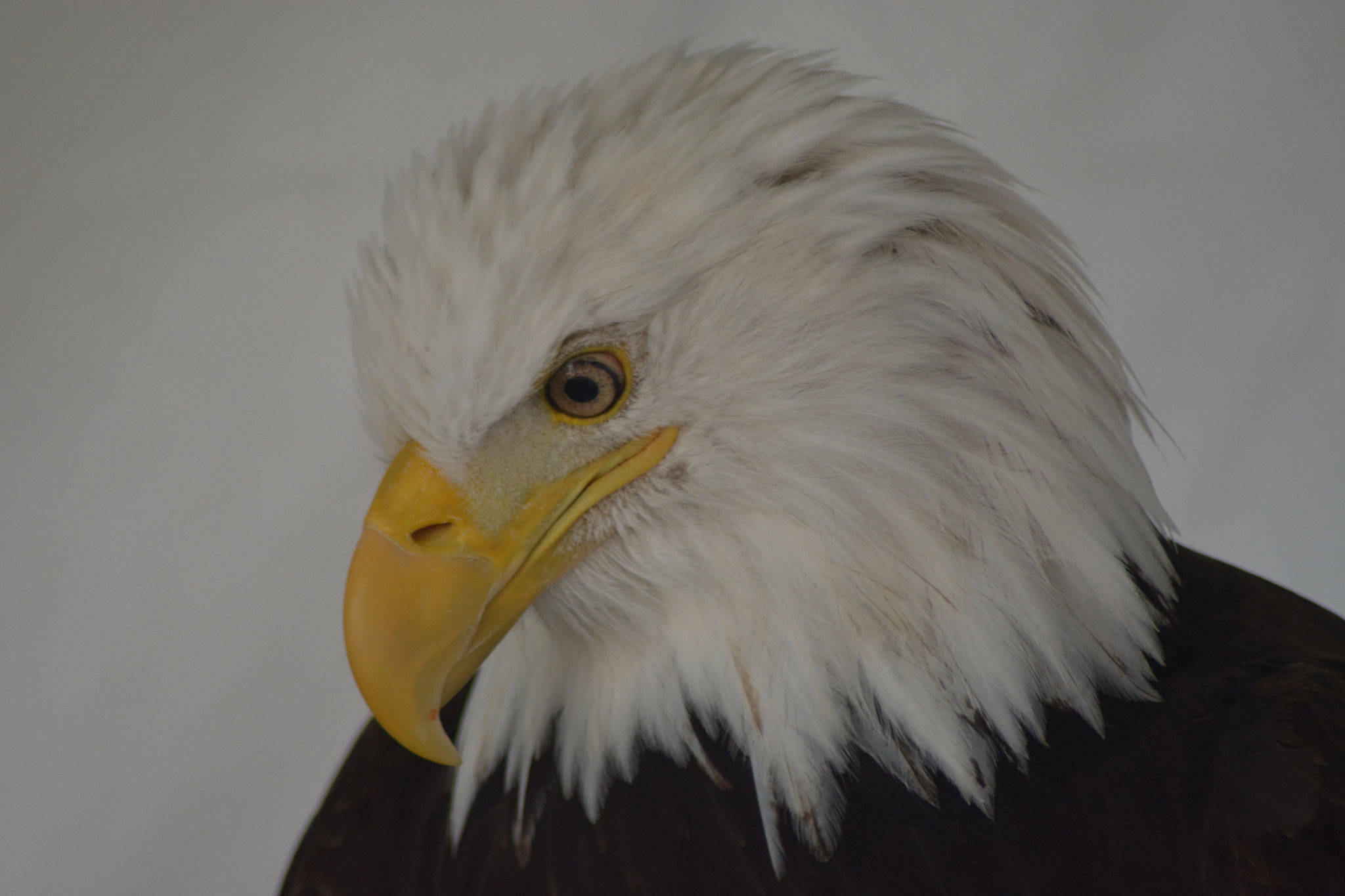 Huge events continue today in Arlington