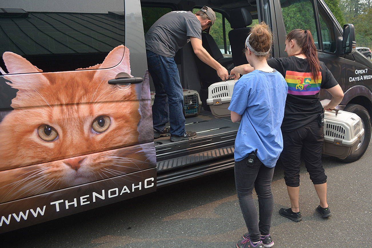 Cats from Hurricane Harvey areas arrive at NOAH