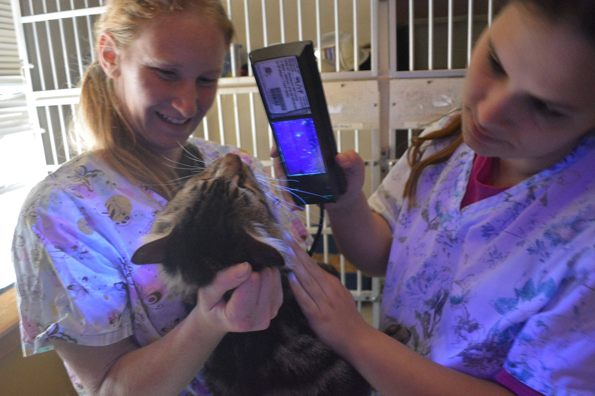 Cats from Hurricane Harvey areas arrive at NOAH