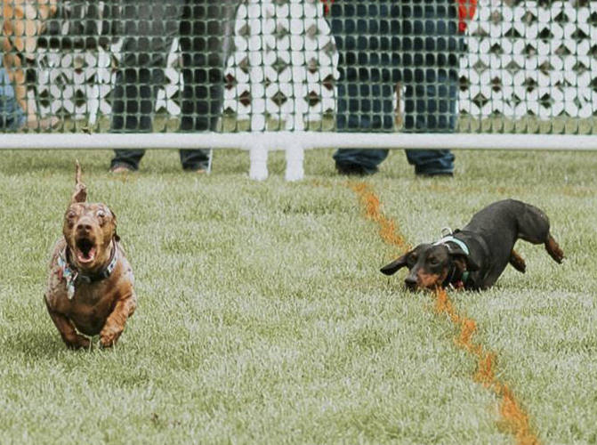 Give dogs day out they deserve at Marysville Poochapalooza festival July 7