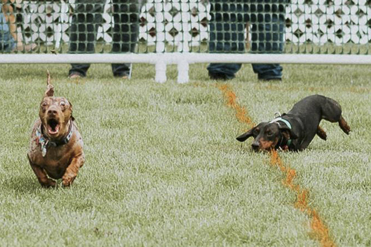 Give dogs day out they deserve at Marysville Poochapalooza festival July 7