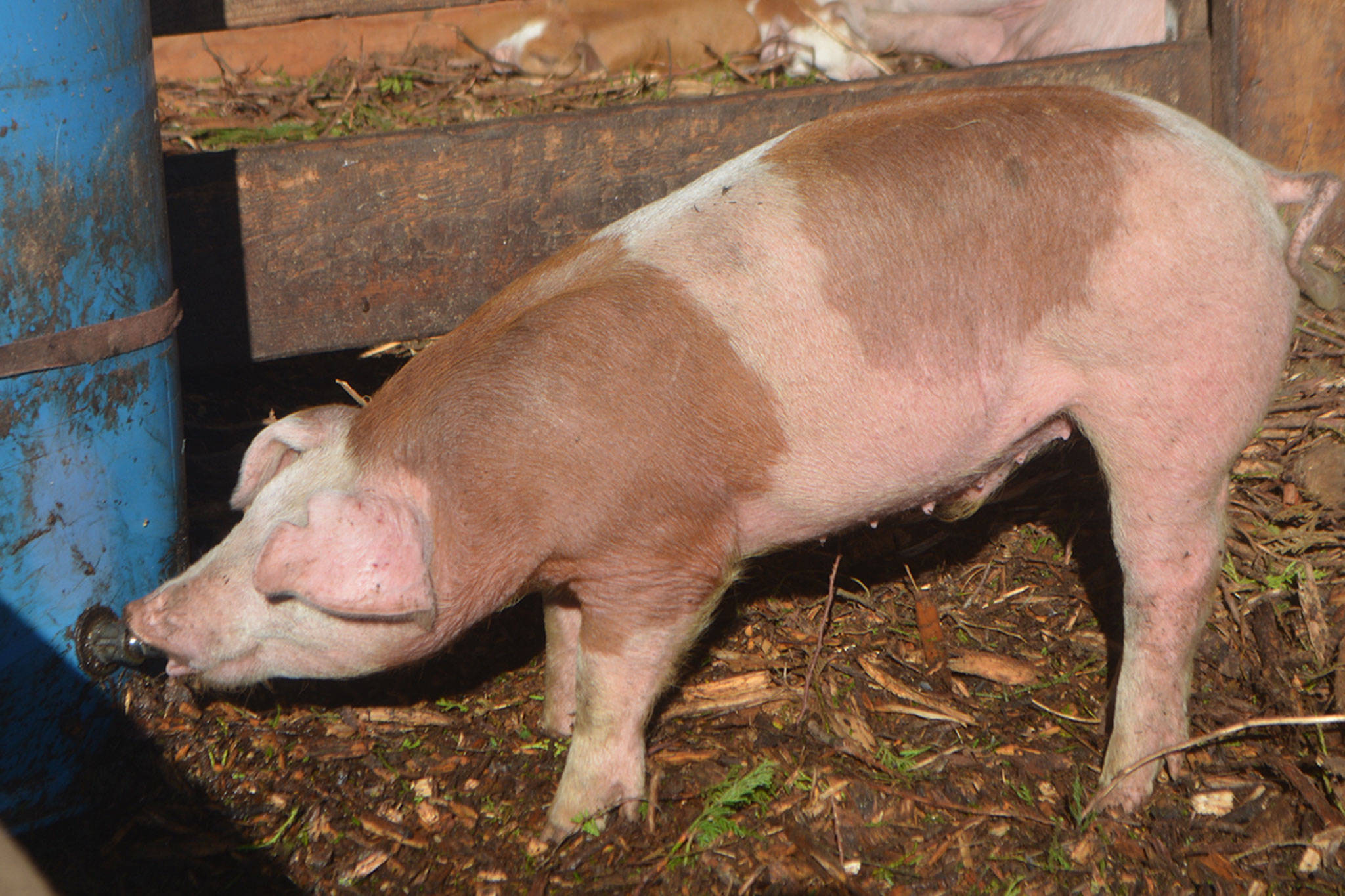 Local pig farmer tells Larsen he doesn’t live high on the hog (slide show)
