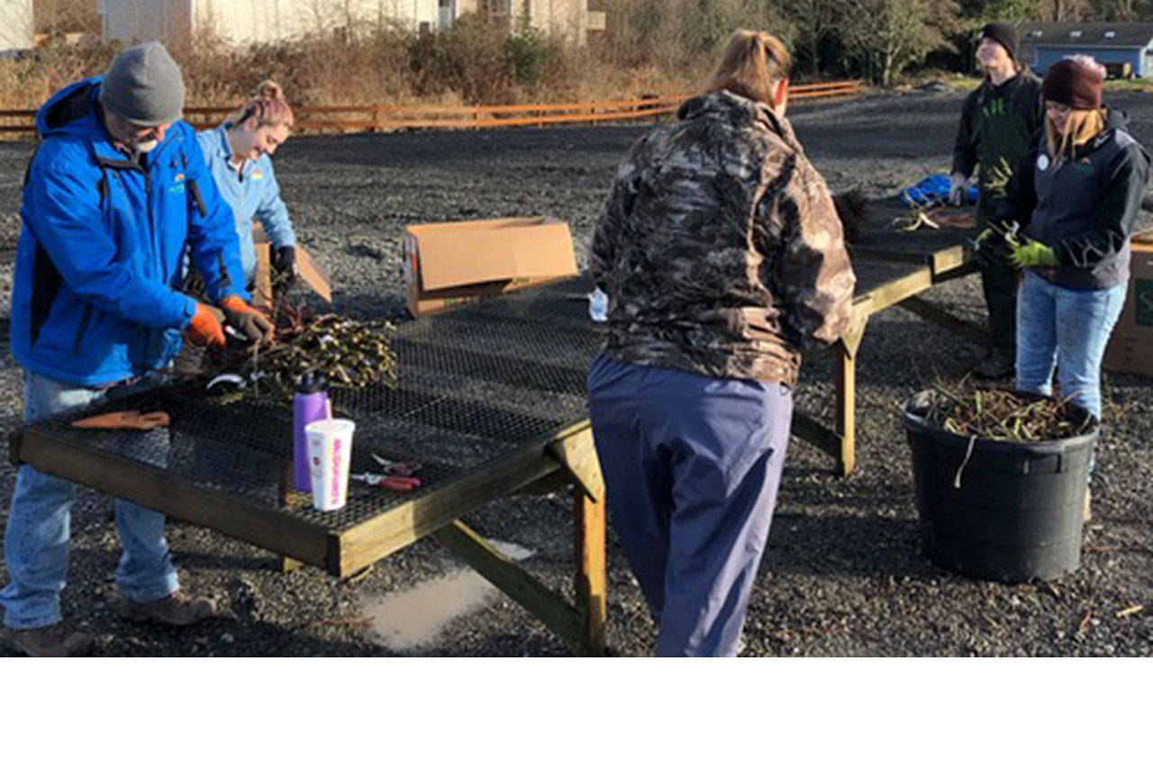 It may not look like it, but there’s lots going on in the garden in January