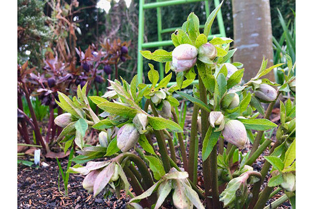 Hellebores - winter jewels of the garden