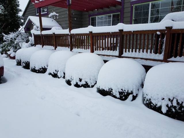 Snow actually benefits the garden in some ways