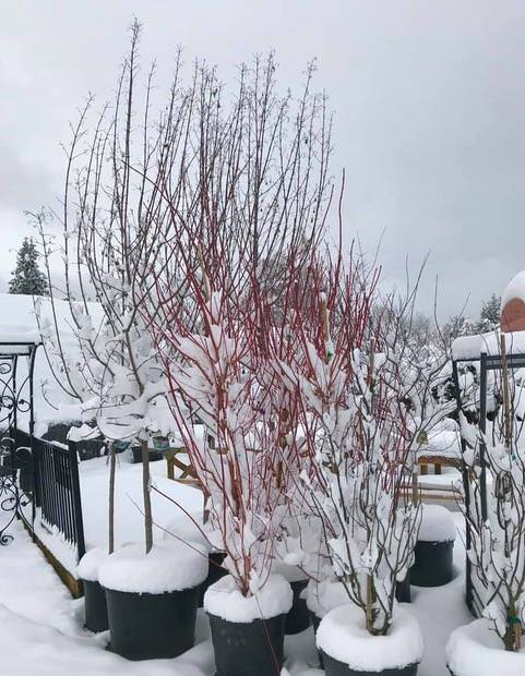 Snow actually benefits the garden in some ways