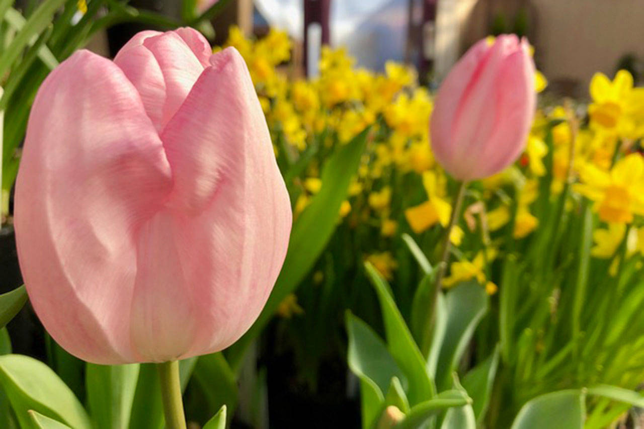 Spring an amazing time of year for gardeners