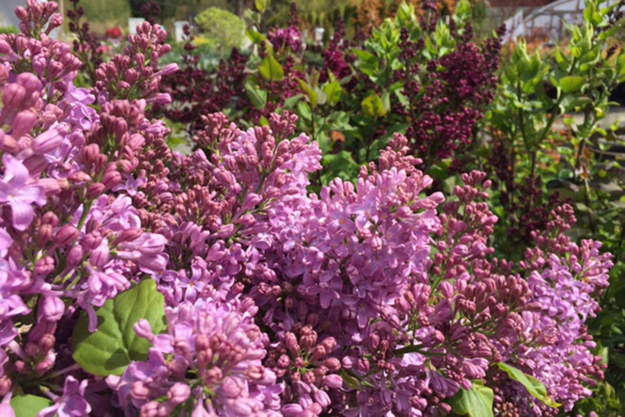 Dwarf lilacs — compact, dependable and even re-blooming