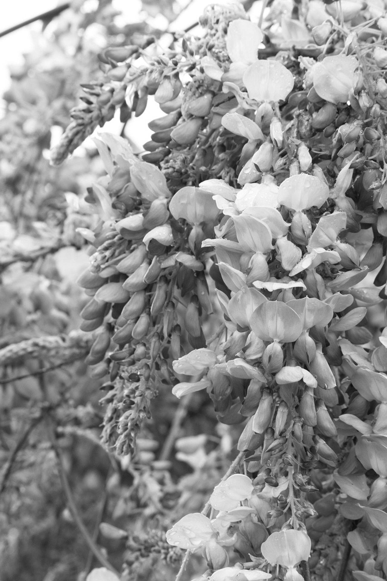 Courtesy Photo                                 Wisteria is great for coverage, but it can get out of control if you don’t keep it pruned.